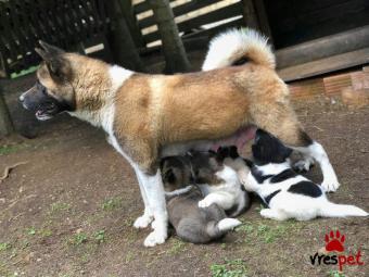 Ράτσα: Ακίτα Γιαπωνέζικος - Akita inu | Ηλικία: 3 μηνών | Φύλο: Αρσενικό | Αρ. Microchip: 978167562345678 | Ιδιώτης | Εκπαιδευμένο | Pedigree | Περιοχή: Αθήνα, Αττική